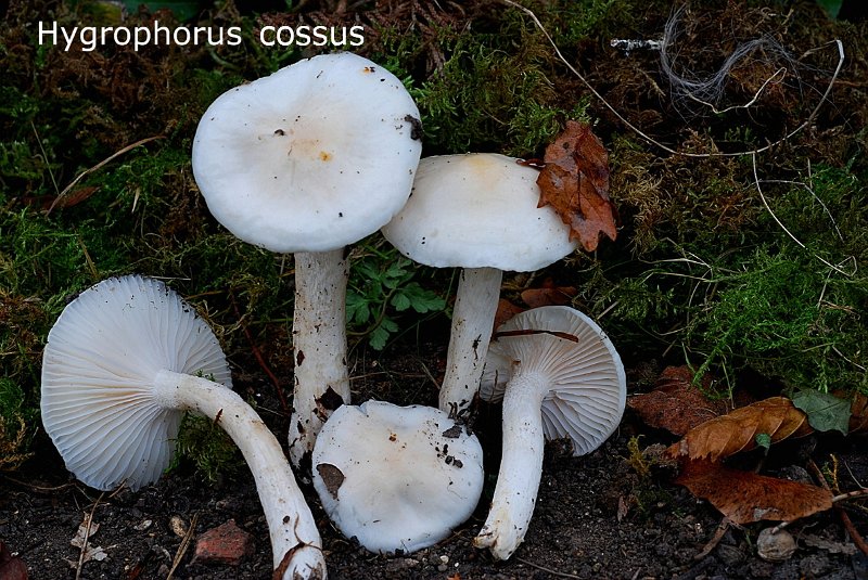 Hygrophorus cossus-amf922.jpg - Hygrophorus cossus ; Syn1: Hygrophorus eburneus var.cossus ; Syn2: Limacium cossus ; Non français: Hygrophore à odeur de cossus